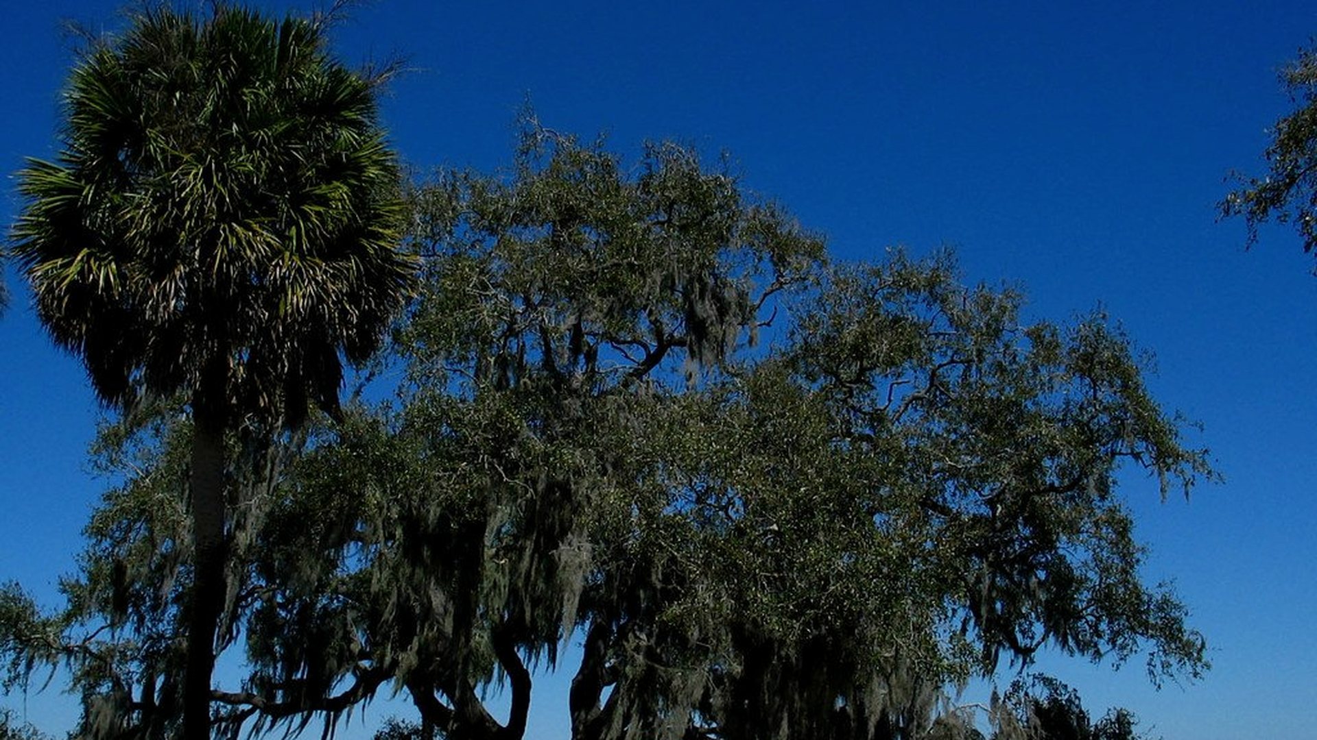 Hilltop view of oaks and pasture over the pond at the Geneva homesite