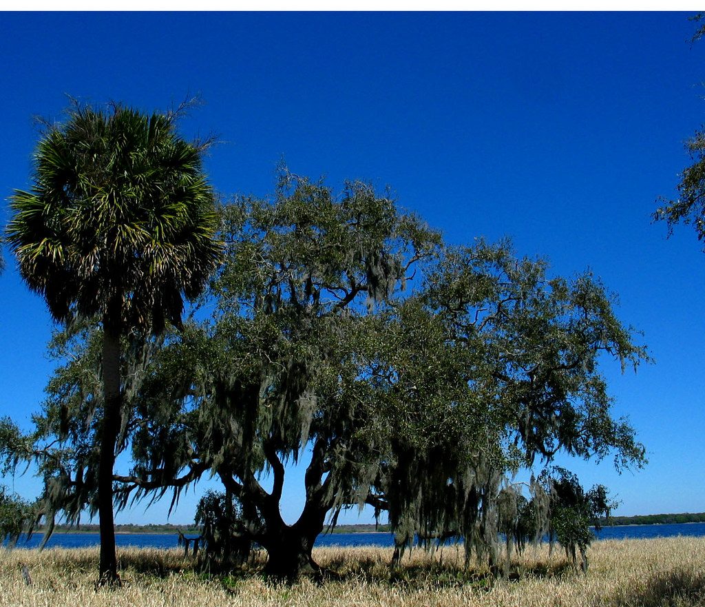 Wide view from the hilltop across the property, live oak and cabbage palm against a clear sky with the pond beyond