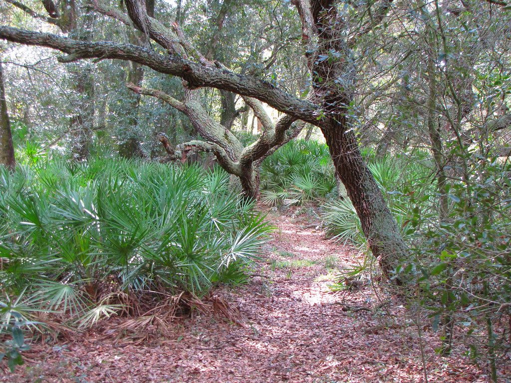 A dappled trail winding beneath a gnarled live oak draped in Spanish moss