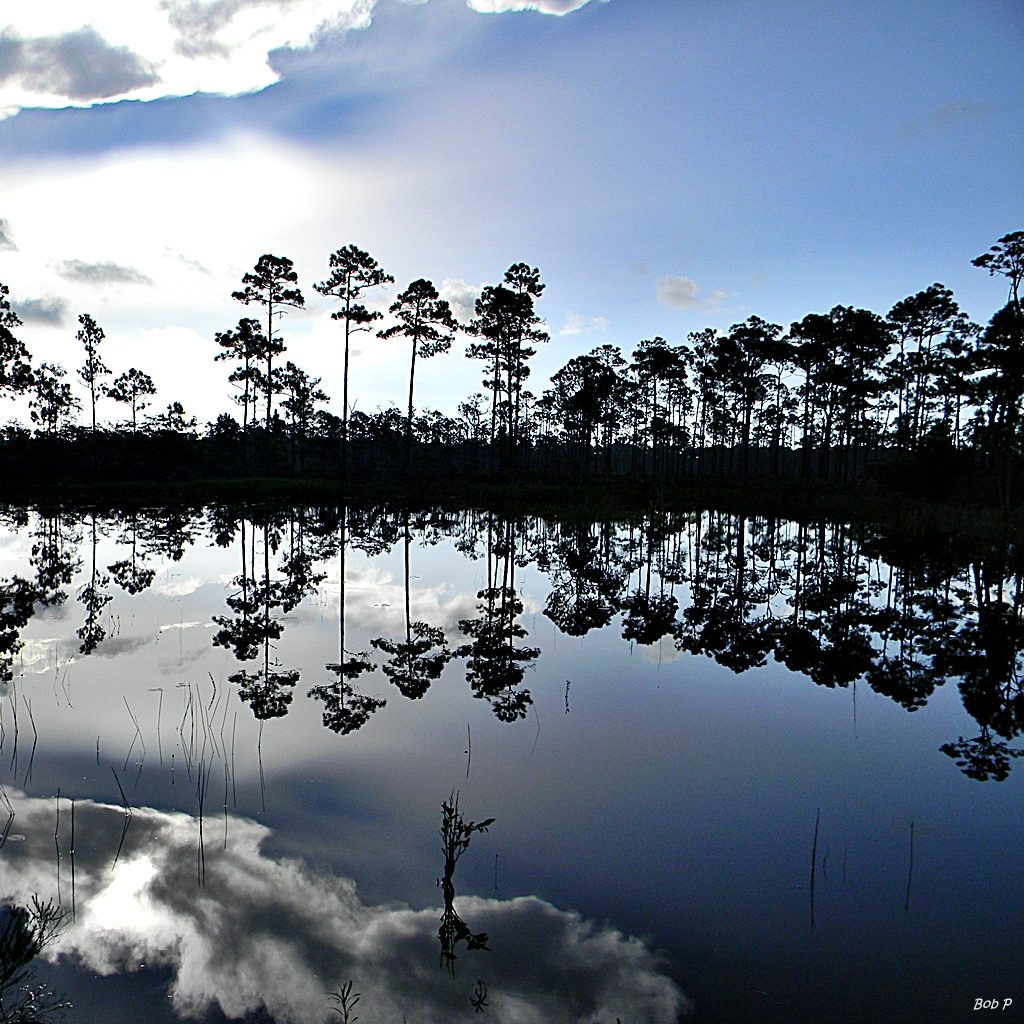 Still reflection of pines and clouds on the property pond at dusk